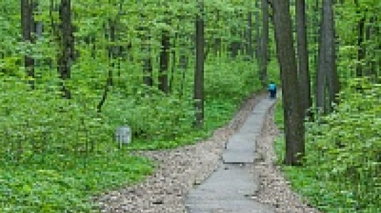 В Воронеже появились бульвар Радости, лесопарк Вдохновение и Музыкальный сквер