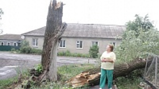 В Верхнехавском районе сильные порывы ветра повалили деревья