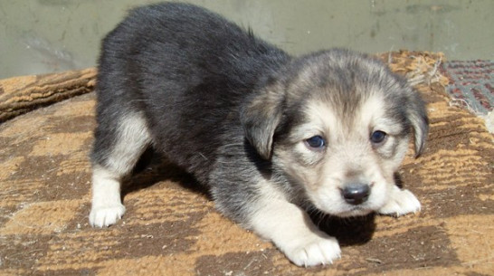 Воронежские музыканты соберут деньги для бездомных животных