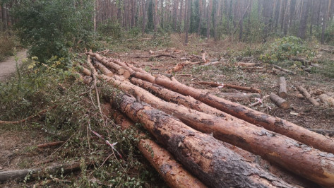 Департамент природных ресурсов и экологии объяснил вырубку в Северном лесу Воронежа