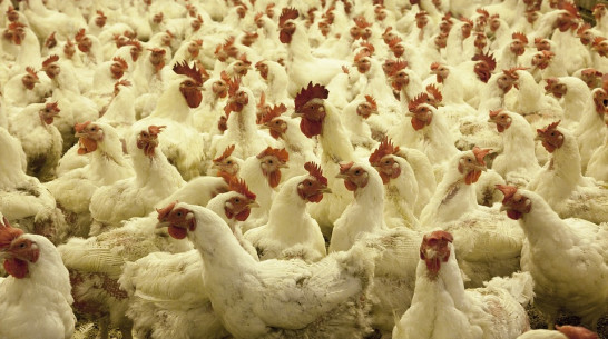 Крупнейшая в Воронежской области птицефабрика запустится в 2017 году