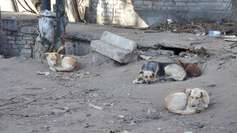 Уголовное дело возбудили в Воронеже после нападения беспризорных собак на пенсионерку