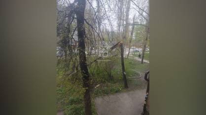 В Воронеже шквалистый ветер 27 апреля повалил 20 деревьев