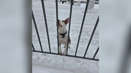 В Воронеже на Адмиралтейской площади потерявшаяся собака третий день ждет хозяина