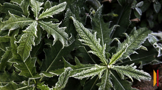 Заморозки до -3 градусов придут в Воронежскую область