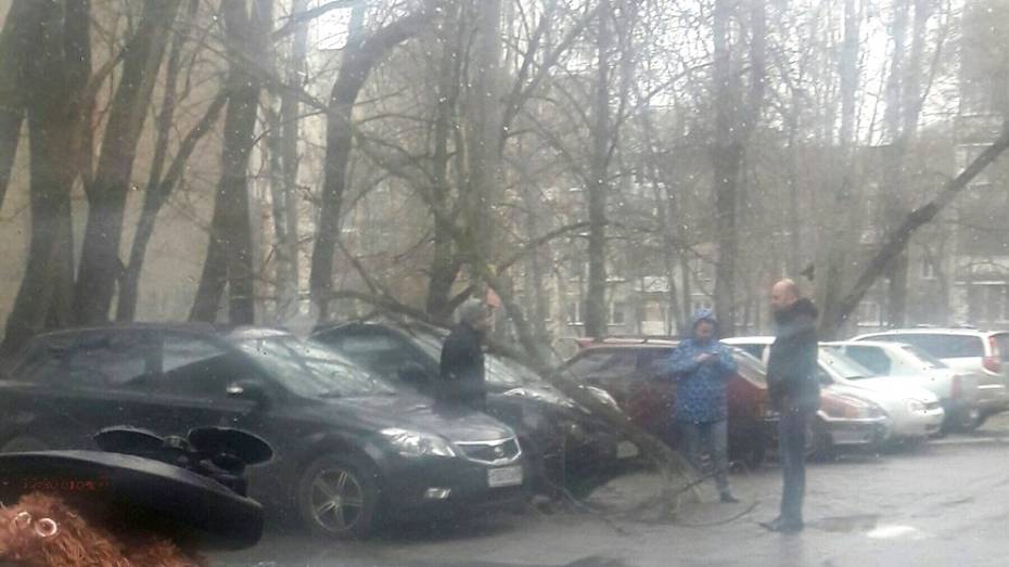 В Воронеже дерево рухнуло на иномарку