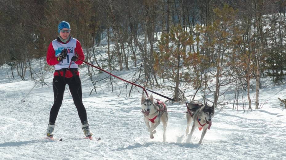 Воронежская лыжница выиграла гонку на собачьих упряжках