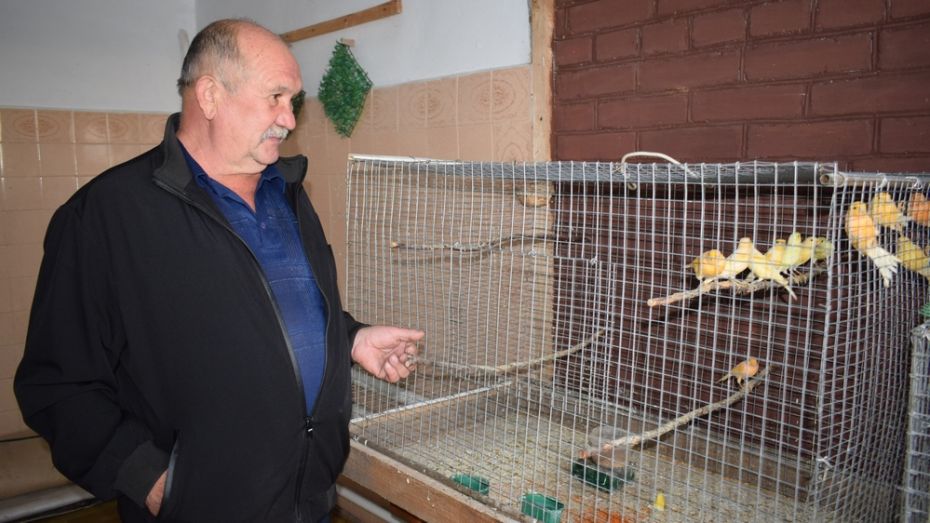 Пенсионер из грибановского села Алексеевка разводит дома канареек
