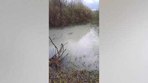 Жители воронежского микрорайона Масловка пожаловались на загрязнение пруда неизвестной белой жидкостью
