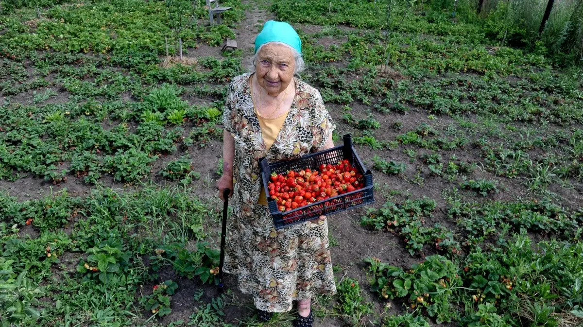 Бабушкина клубника. В Воронеже ищет преемника 85-летняя садовод