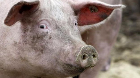 В Калачеевский район привезли племенных свиней из Дании