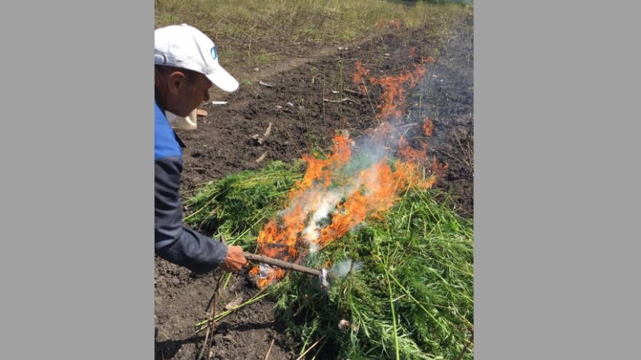 В Воронежской области сожгли около 800 кустов дикорастущей конопли