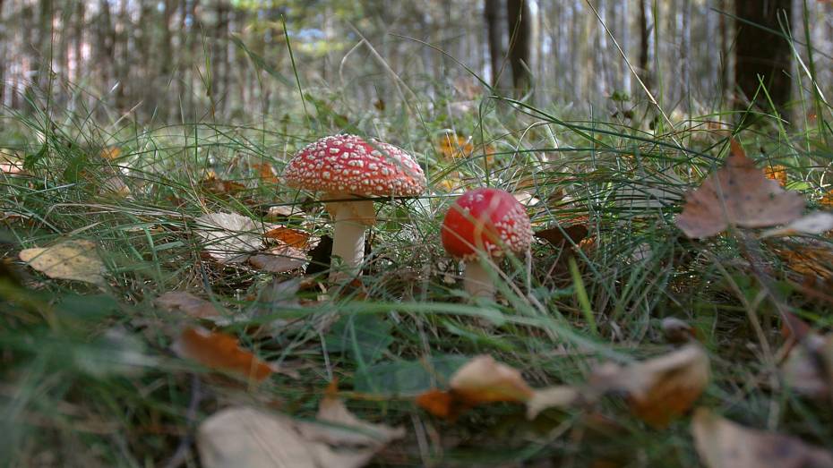 В Воронежской области 7 человек отравились грибами