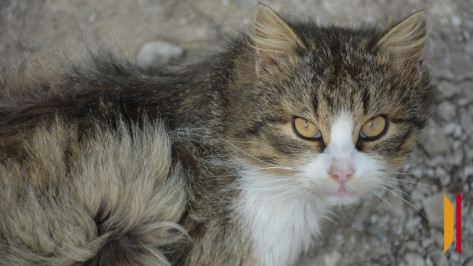 У жительницы Острогожска Воронежской области второй питомец погиб от бешенства