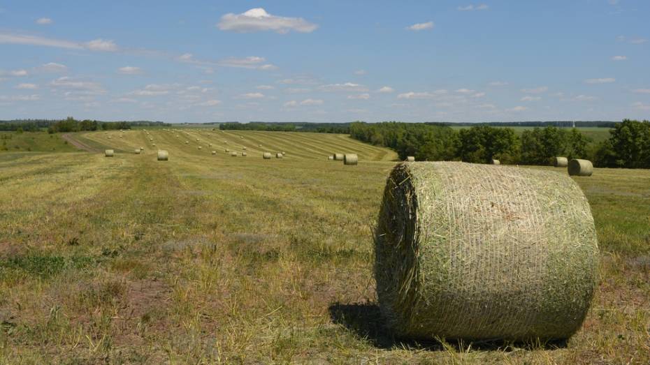 Нижнедевицкие фермеры запасли 600 тонн сена