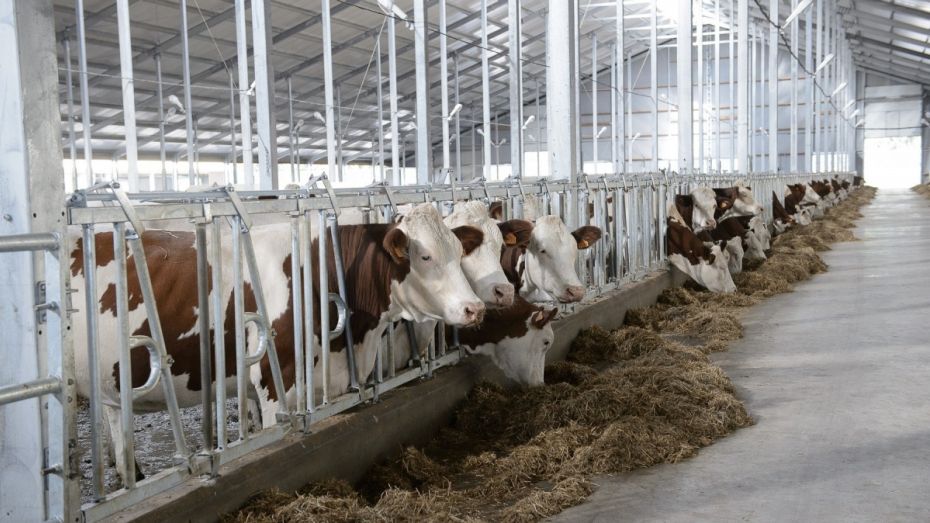 Крупнейший воронежский молочный комплекс достроят к марту 2016 года