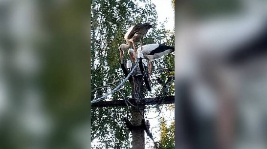 В Панинском районе аисты облюбовали водонапорную башню и трубу котельной