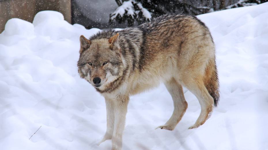 В Воронежской области опровергли сообщения о нападении волков на людей и животных