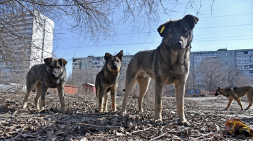 В мэрии отреагировали на нападение собак на ребенка в Воронеже