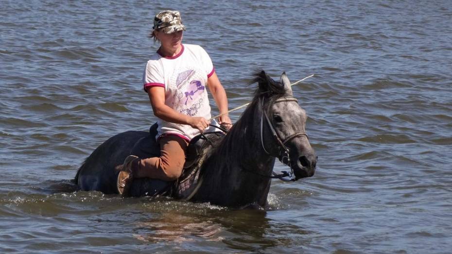 Семилукские полицейские вернули хозяйке пропавшего 3 года назад коня