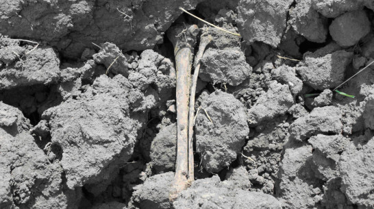 Воронежские строители уничтожили кладбище фашистов на улице 9 Января