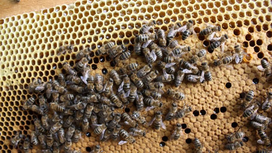 В Ольховатском районе погибла тысяча пчелосемей