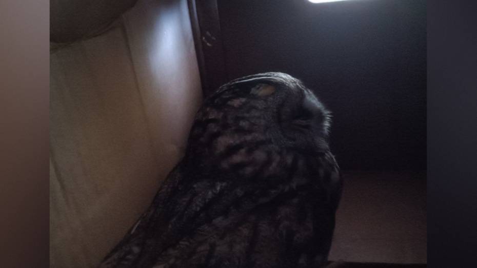 В Воронеже спасли ушастую сову, найденную на территории аэропорта