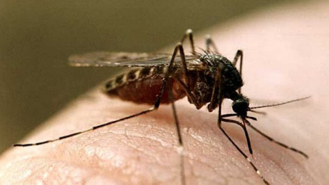 Жители Павловского села недовольны тем, как администрация борется с комарами