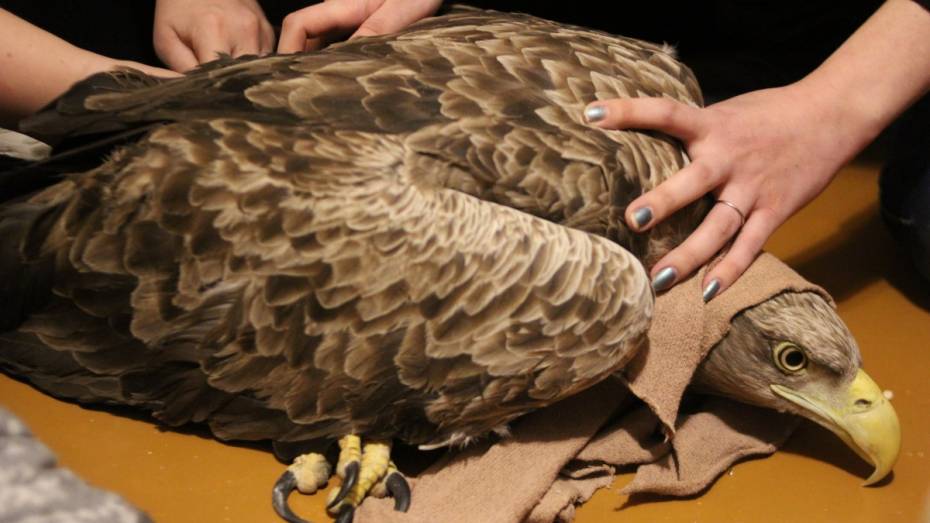 Сотрудники воронежского заповедника нашли раненую краснокнижную птицу
