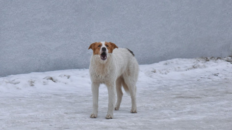 СК проверит сообщения о нападениях агрессивных бездомных собак в Воронежской области