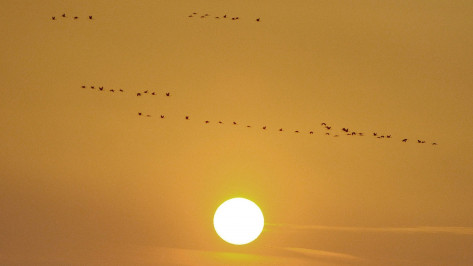 Воронежская область заняла 13 место по частоте упоминаний в контексте счастья