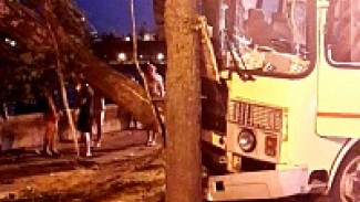 В Воронеже на Брусилова маршрутный «ПАЗ» № 6 врезался в тополь: ранена пассажирка