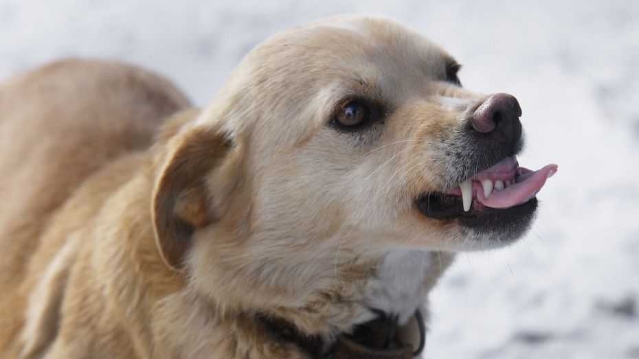 В селе Михайловка Воронежской области из-за больной бешенством собаки ввели карантин