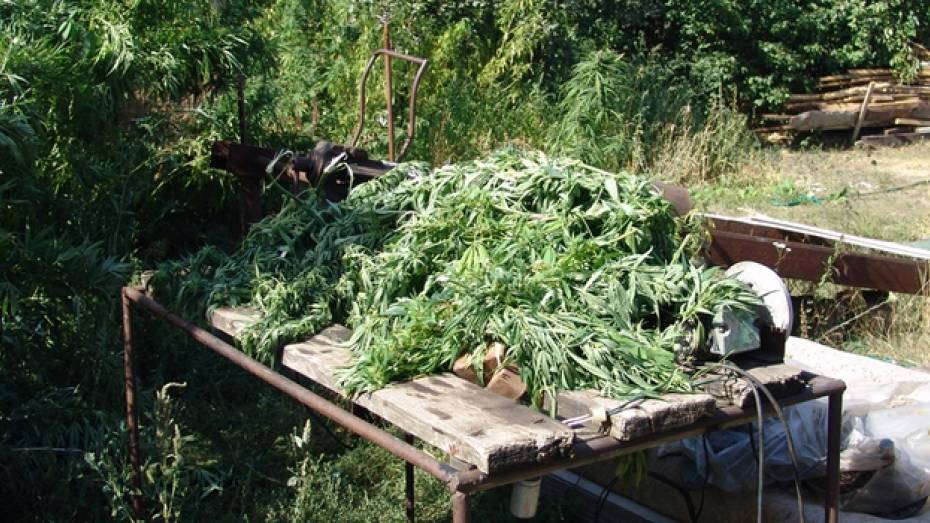 У жителя Воронежской области изъяли 3 килограмма марихуаны и  15 кустов конопли