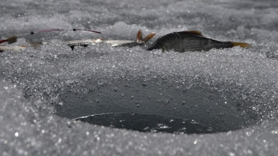 В Воронежской области браконьер получил условный срок за нападение на рыбинспектора