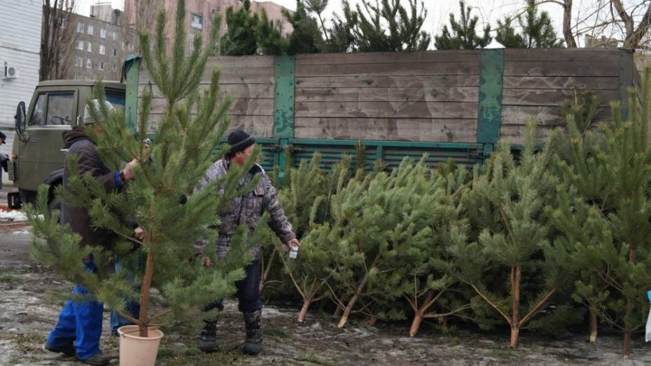 Лискинские лесоводы подарили более 100 елок детским учреждениям