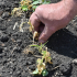 Гибель урожая в Воронежской области в результате майских заморозков признана ЧС федерального характера