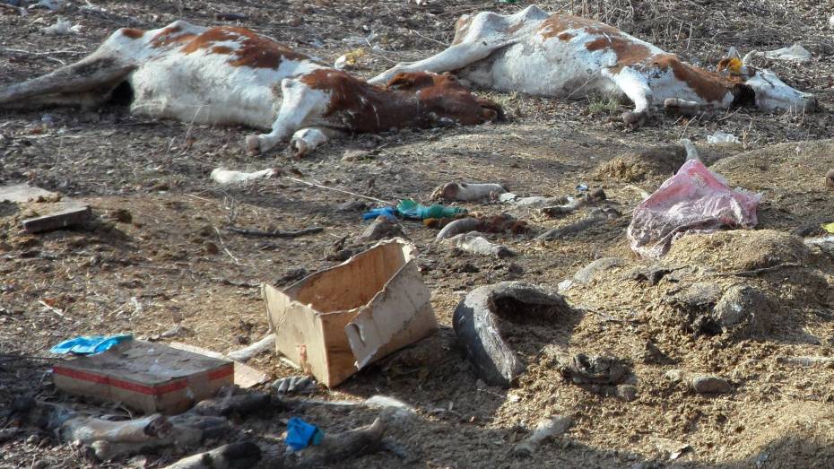 На очистку Воронежской области от захоронений скота нужно 11 млн рублей