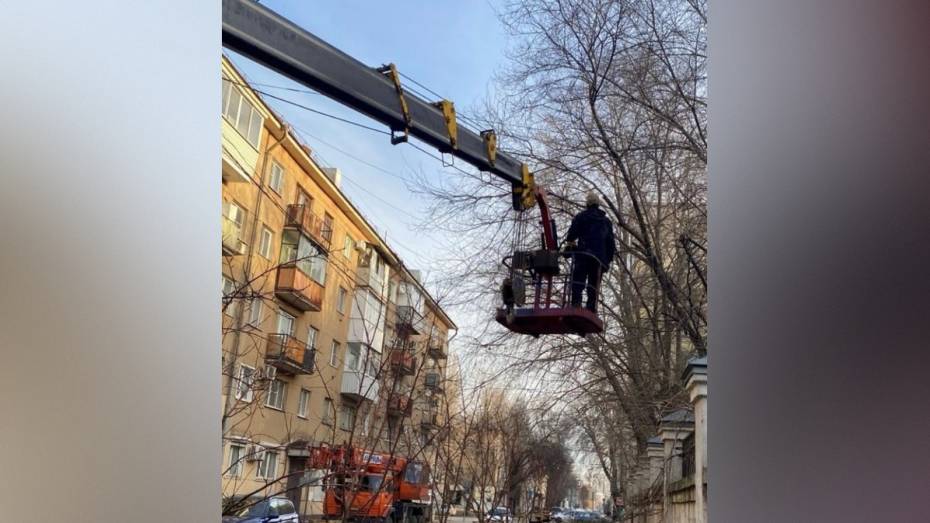 Воронежские экологи провели санитарную обрезку деревьев на улицах Энгельса и Кирова