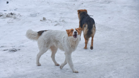 Ежегодно в Воронеже будут стерилизовать порядка 3,1 тыс бездомных собак