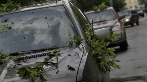 МЧС предупредило жителей Воронежской области о сильном ветре