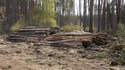 Вырубка 33 сосен под Воронежем привела к уголовному делу об ущербе в почти 2 млн рублей