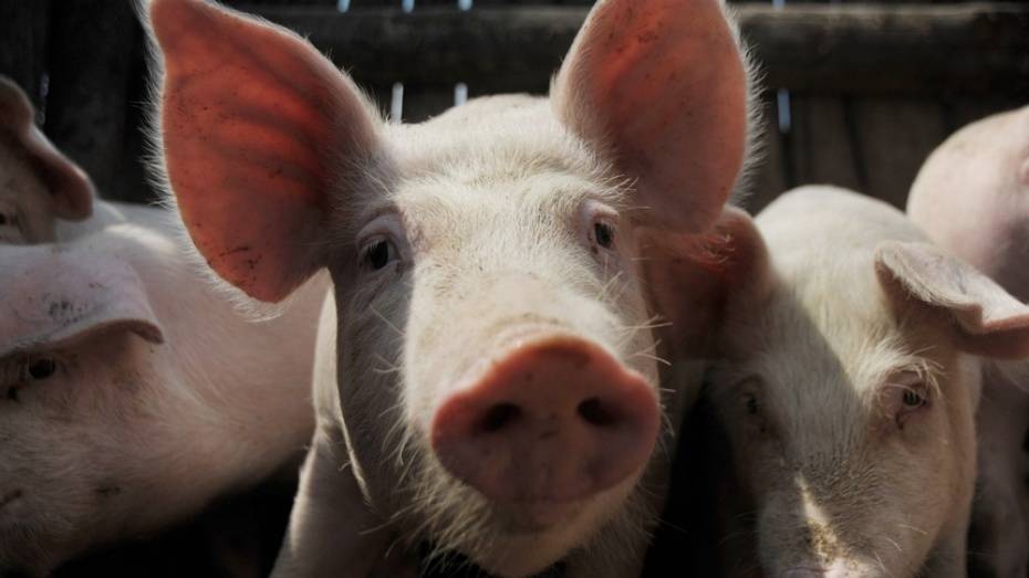 В Бобровском районе открылся свиноводческий комплекс на 43 тыс голов