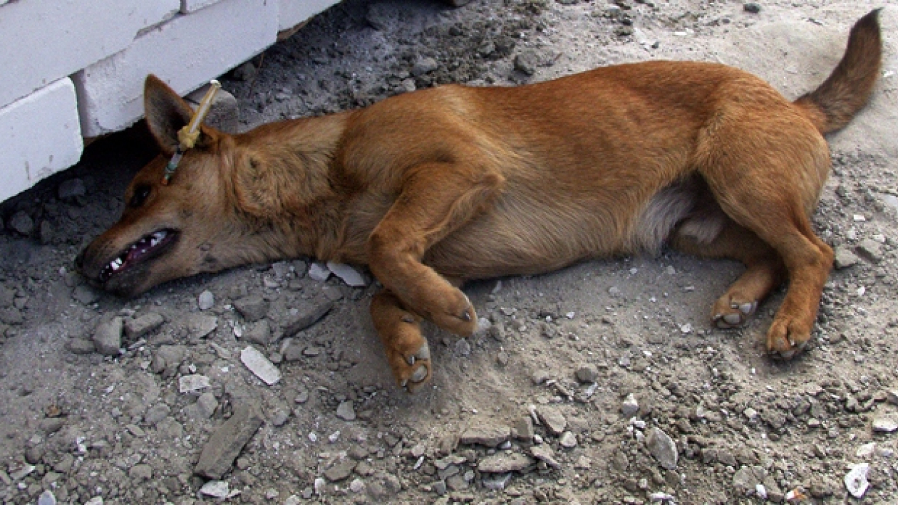 В Воронеже с начала года догхантеры убили более 60 собак 