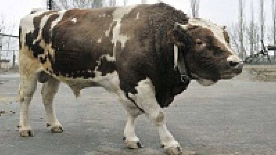 Полиция опоздала со спасением быков в Воронежской области