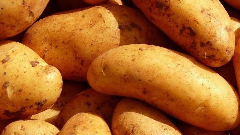 В Воронежской области откроется лаборатория безвирусного картофеля