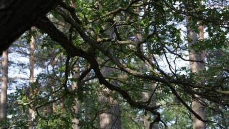 Воронежец повесился на дереве в лесу из-за депрессии