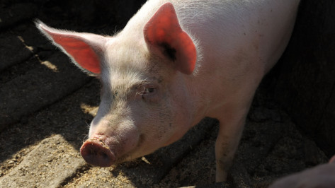 Карантин по африканской чуме свиней сняли на складе в Воронеже