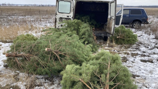 Первого «новогоднего» лесоруба поймали с поличным в Воронежской области