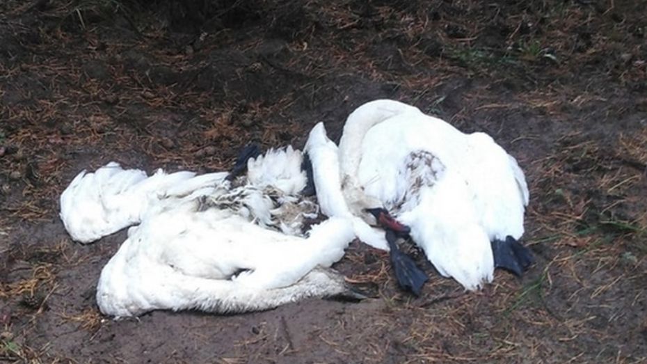 Воронежский департамент экологии обратился в полицию из-за убийства 2 лебедей